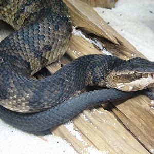 Jambo Junction - Florida Cottonmouth Exhibit