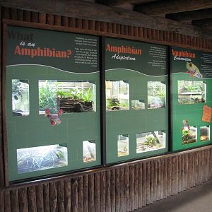 Jambo Junction - Amphibian Exhibits