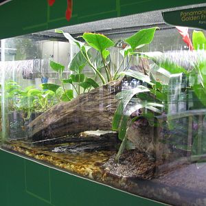 Jambo Junction - Panamanian Golden Frog Exhibit
