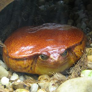 Jambo Junction - Tomato Frog Exhibit