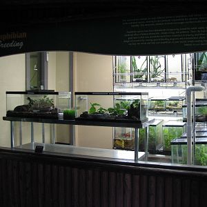 Jambo Junction - Amphibian Breeding Window