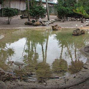 Nairobi - Aldabra Tortoise Exhibit