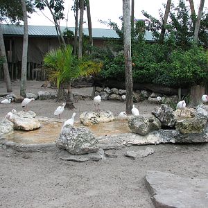 Nairobi - Aldabra Tortoise Exhibit