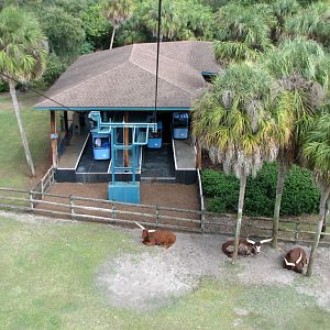 Nairobi - Skyride with Ankole Cattle Exhibit Below