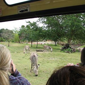 Rhino Rally - Scimitar-horned Oryx, Mountain Zebra, and Flamingo Exhibit