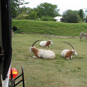 Rhino Rally - Scimitar-horned Oryx, Mountain Zebra, and Flamingo Exhibit