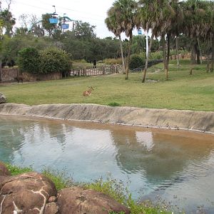Rhino Rally - Cape Buffalo and Impala Exhibit