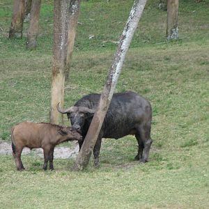 Rhino Rally - Cape Buffalo and Impala Exhibit