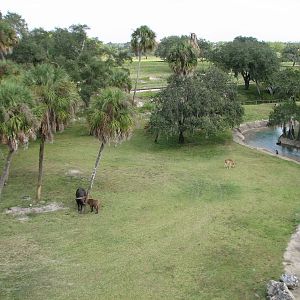 Rhino Rally - Cape Buffalo and Impala Exhibit
