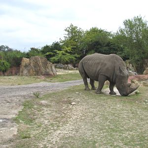 Rhino Rally - White Rhinoceros Exhibit