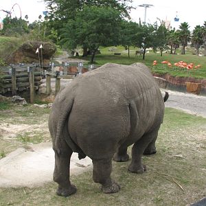 Rhino Rally - White Rhinoceros Exhibit