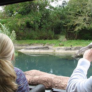 Rhino Rally - Nile Crocodile Exhibit