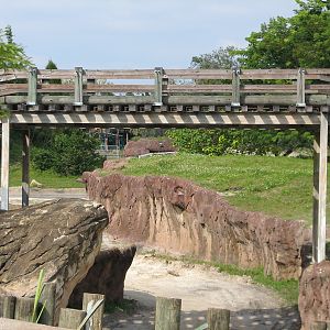 Asian Elephant Exhibit