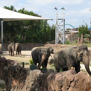 Asian Elephant Exhibit