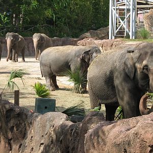 Asian Elephant Exhibit