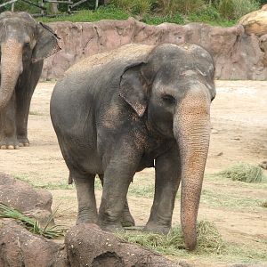 Asian Elephant Exhibit