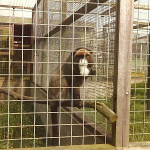 De Brazza's Monkey 1976