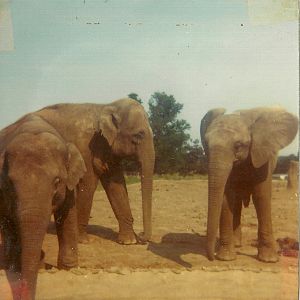 Elephants on a sunny (heatwave?) day 1976