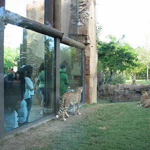 Cheetah Run - Viewing Shelter