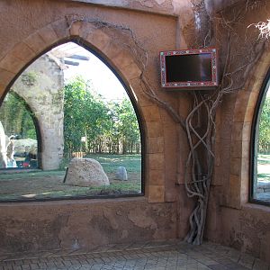 Cheetah Run - Viewing Temple