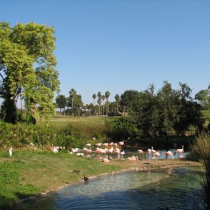 Edge of Africa - Lesser Flamingo Exhibit