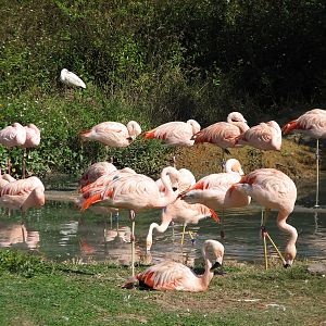 Edge of Africa - Lesser Flamingo Exhibit