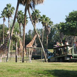 Edge of Africa - View of Serengeti Plain - Reticulated Giraffe