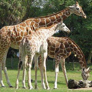 Edge of Africa - View of Serengeti Plain - Reticulated Giraffe