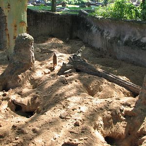 Edge of Africa - Meerkat Exhibit