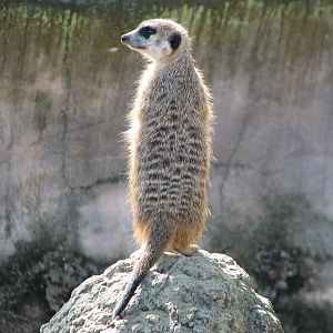 Edge of Africa - Meerkat Exhibit