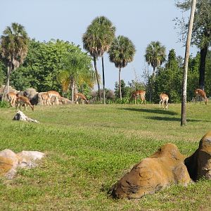 Edge of Africa - View of Serengeti Plain