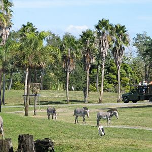 Edge of Africa - View of Serengeti Plain - Grevy's Zebra and Marabou Stork