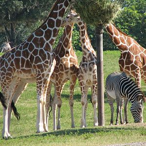 Edge of Africa - View of Serengeti Plain - Reticulated Giraffe