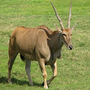 Edge of Africa - View of Serengeti Plain - Southern Eland