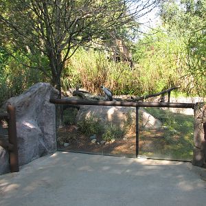 Edge of Africa - White-backed Vulture Exhibit