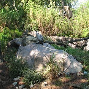 Edge of Africa - White-backed Vulture Exhibit