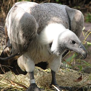 Edge of Africa - White-backed Vulture Exhibit
