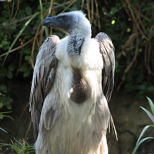Edge of Africa - White-backed Vulture Exhibit