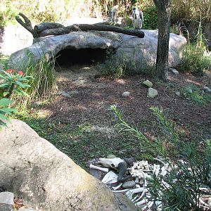 Edge of Africa - White-backed Vulture Exhibit