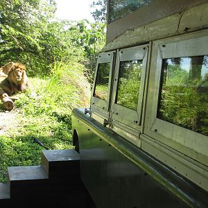 Edge of Africa - African Lion or Spotted Hyena Exhibit - Viewing Truck