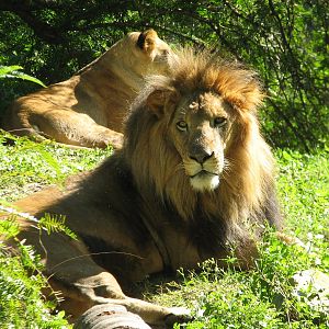 Edge of Africa - African Lion or Spotted Hyena Exhibit - African Lion