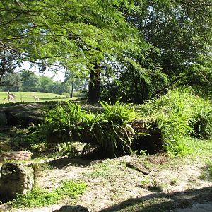 Edge of Africa - African Lion or Spotted Hyena Exhibit