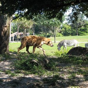 Edge of Africa - African Lion or Spotted Hyena Exhibit - Spotted Hyena