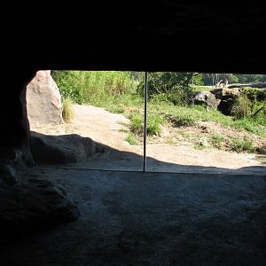 Edge of Africa - African Lion or Spotted Hyena Exhibit - Cave View