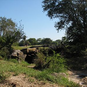 Edge of Africa - African Lion or Spotted Hyena Exhibit