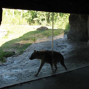Edge of Africa - Spotted Hyena Exhibit - Cave View