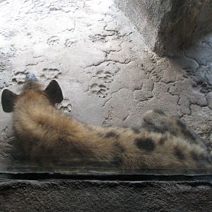 Edge of Africa - Spotted Hyena Exhibit - Cave View