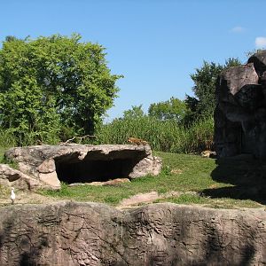 Edge of Africa - Spotted Hyena Exhibit