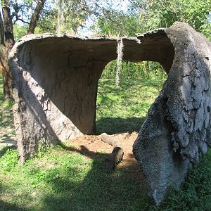 Edge of Africa - Spotted Hyena Exhibit