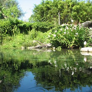 Edge of Africa - Nile Crocodile Exhibit